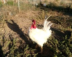 Ovos de galinha branca portuguesa e de pedrês portuguesa