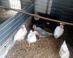 Pintos de galinha branca portuguesa e de pedrês portuguesa