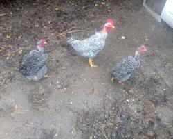 Ovos galados de Pedrês Portuguesa