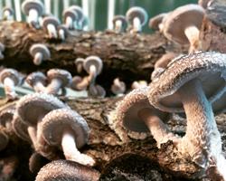 Cogumelos Shitake BIO