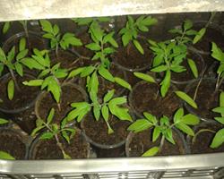 Mudas de Horticulos