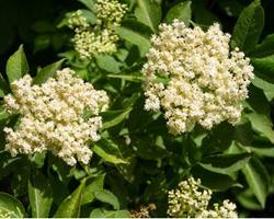 Infusão Flôr de Sabugueiro (Sambucus nigra L.)