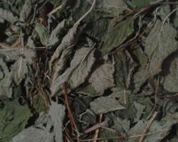 Infusão Erva-Cidreira / Melissa (Melissa officinalis)
