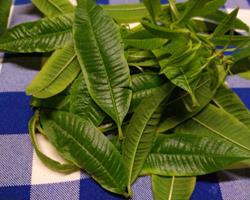 Infusão Lúcia-Lima / Limonete (Aloysia citriodora)