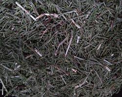 Infusão Erva Cavalinha (Equisetum Arvense)