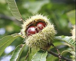 Castanha