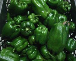 Pimento