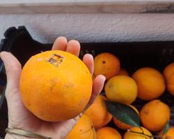 laranja da Baia