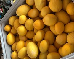 Melão amarelo
