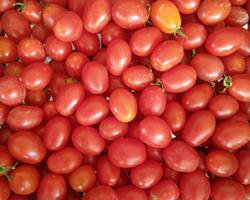 Tomate Cherry Mini Chucha