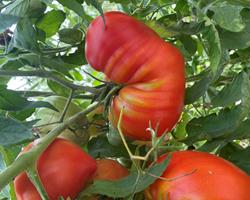 Tomate Coração de Boi Bio