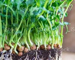 Micro vegetal ervilha (30gr)