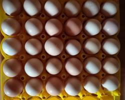 ovos de galinhas criadas em casa