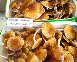 Pholiota Adiposa - Cogumelos