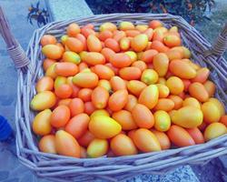 Fruta Kumquat Zero Pesticidas - Preço Direto Produtor