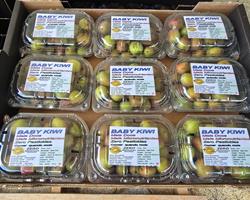 Fruta Baby Kiwi Zero Pesticidas - Preço Direto Produtor