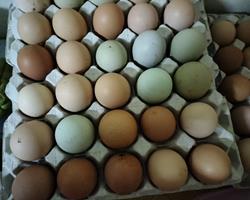 Ovos de produção tradicional