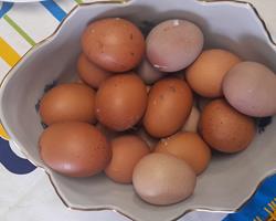 Ovos de Galinhas do Campo