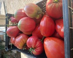 Tomate coração de boi