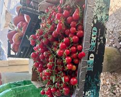 Tomate cereja (clonado) (clonado)