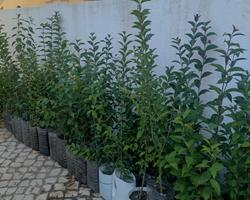 Arbusto vedação, sebe, árvore - Ligustrum japonicum