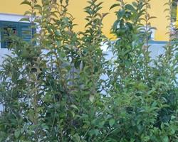 Arbusto vedação, sebe, árvore - Ligustrum japonicum (clonado)