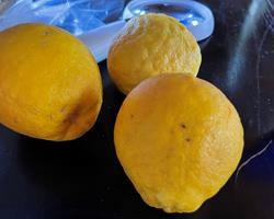Limão Português (Galego/Lisbon lemon)
