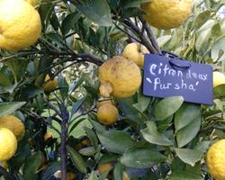 Limão doce "Pursha"