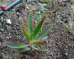 Muda de Suculenta Aranto (Mãe de Milhares) – Planta Ornamental Fácil de Cuidar