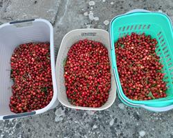 CEREJAS