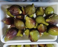 Figos