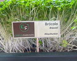 Microvegetais - Brócolo Raab