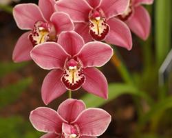 Orquídeas em Vaso