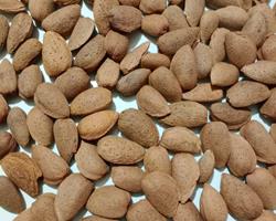 Amêndoa moderna com casca (saco 10kg)