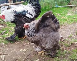 Ovos férteis de Brahma Dark