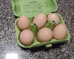 Ovos Galinha Brahma Perdiz para incubação