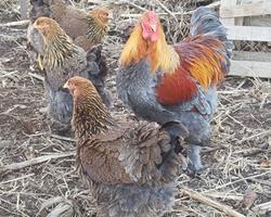 Ovos Galinha Brahma Perdiz para incubação