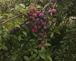 Ameixo S. João