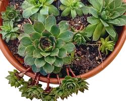 Suculentas várias em vaso de barro