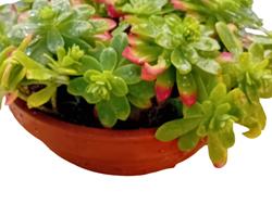 Suculentas várias em vaso de barro