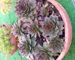 Suculentas várias em vaso de barro