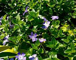 Vinca Maior folha variegada ou nao variegada