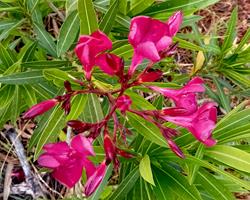 Loendro / Oleandro cor de rosa escuro