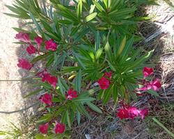 Loendro / Oleandro cor de rosa escuro