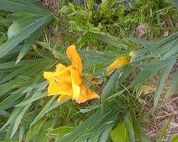 Iris planta