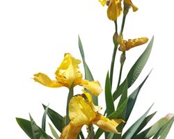 Iris amarela planta em vaso