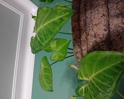Syngonium Podophyllum