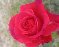 Roseira Grandiflora rosa vermelha