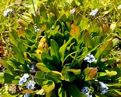 Miosotis planta em vaso lote de 6