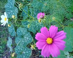 Cosmos va